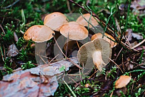 Close up on Suillus bovinus in the forest