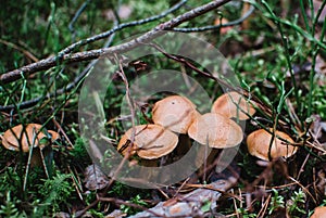 Close up on Suillus bovinus in the forest