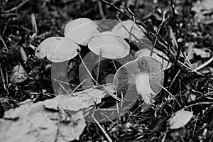 Close up on Suillus bovinus in the forest, black and white