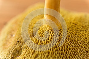 Close up of suillus bovinus mushroom