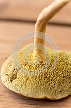 Close up of suillus bovinus mushroom