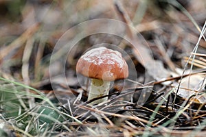 suillus mushroom in the coniferous forest photo