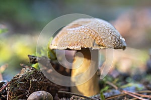 Close up of Suillus variegatus, known as the velvet bolete or variegated bolete growing in the forest on sunny day.