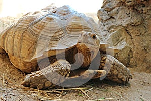 Close Up A Sulcata Tortoise
