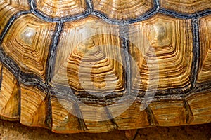 Close up Sulcata tortoise skin for animal skin