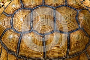 Close up Sulcata tortoise skin for animal skin