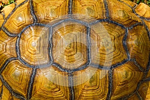 Close up Sulcata tortoise skin for animal skin