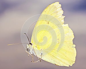 A Close Up Sulfur Butterfly, Family Pieridae photo