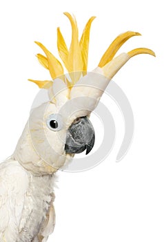 Close-up of Sulphur-crested Cockatoo