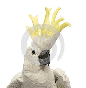 Close-up of a Sulphur-crested Cockatoo, Cacatua galerita, 30 years old, with crest up