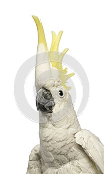 Close-up of a Sulphur-crested Cockatoo, Cacatua galerita, 30 years old, with crest up photo
