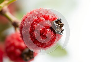 Close-Up of Sumac Drupe Surface photo