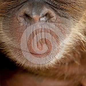 Z sumatranský orangutány a ústa 