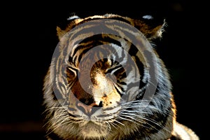 Close up of Sumatran tiger with closed eyes