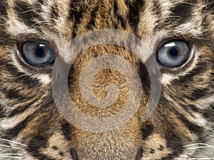 Close-up of Sumatran Tiger cub, Panthera tigris