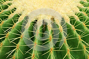 Close up summer desert cactus