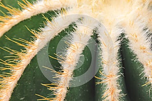 Close up summer desert cactus. Green leaves. Natural background