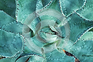 Close up summer desert succulent cactus