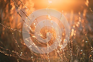 Close Up Summer Dry Autumn Grass In Sunset Sunrise Sunlight