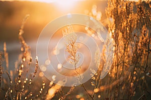 Close Up Summer Dry Autumn Grass In Sunset Sunrise Sunlight