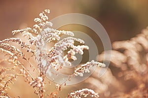 Close up summer dry autumn grass in sunset sunrise sunlight. Copy space