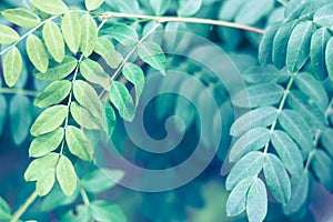 Close up of summer false indigo oval leaves