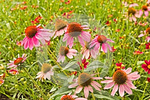 Close up of summer flowering pink coneflower, (Echinacea Marvels Deep Pink Pizazz