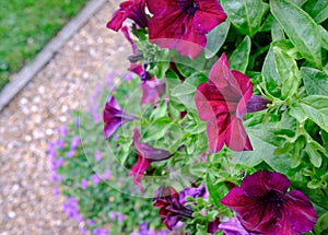 Close-up for summer flowers in full bloom seen on a hanging basket, with a lawn edge in the background.