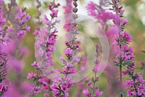 Close up of summer purple wildflowers. Lythrum salicaria or purple loosestrife. Medicinal plant