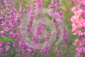 Close up of summer purple wildflowers. Lythrum salicaria or purple loosestrife. Medicinal plant