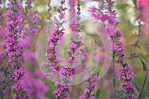 Close up of summer purple wildflowers. Lythrum salicaria or purple loosestrife. Medicinal plant