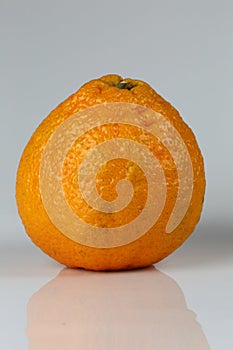 Close-up of Sumo Mandarin Orange on a white background