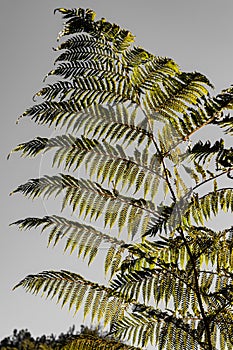 Close-up of a sun backlit fern plant leaf