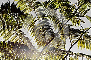 Close-up of a sun backlit fern plant leaf