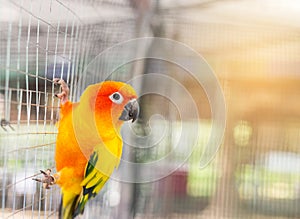 Close up sun conure Aratinga solstitialis photo