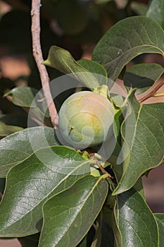 Close-up of a sun-damaged persimmon fruit