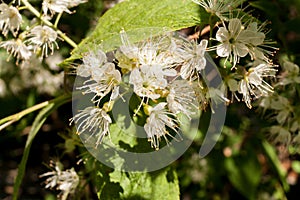 Close-up sun-drenched flowers of wild bird-cherry in spring.