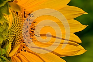 Close up of a sun flower