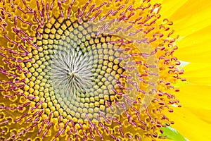 Close up of sun flower