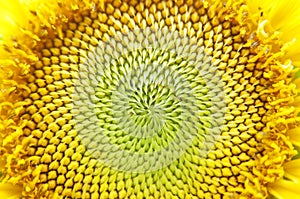 Close - up sun flower