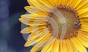 Close up of sun flower with faded retro look