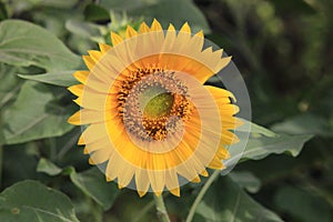 Close up Sun flower at garden nature flant