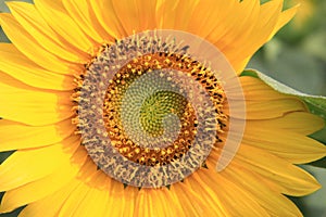 Close up Sun flower at garden nature flant