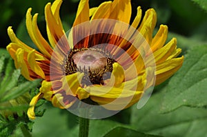 Close up of sun flower sprinkled with water