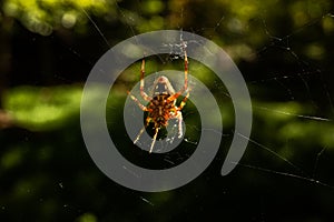 Close-up of sun-lit European Garden Spider, Araneus diadematus, hanging upside down in a web with green background