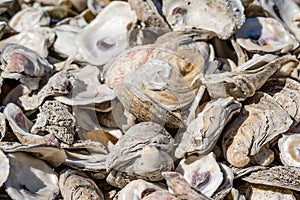 Close up of Sun Shining on Shells