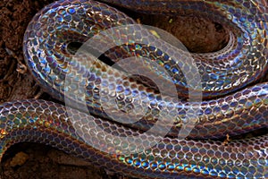 Close up Sunbeam snake in Thailand and Southeast Asia. photo