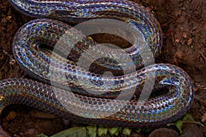 Close up Sunbeam snake in Thailand and Southeast Asia.