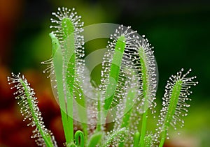 Close-up of Sundew