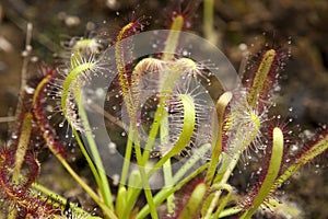 Close-up of sundew plants with red and white sticky mucilage to catch insects